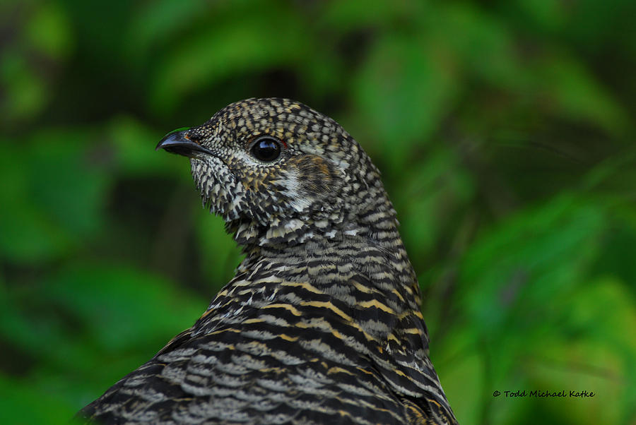 Female Spruce Grouse Photograph by On Da Way North Gallery - Fine Art ...