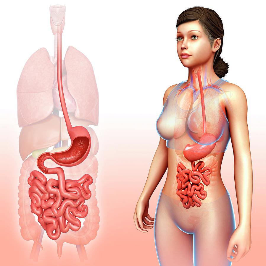female intestine