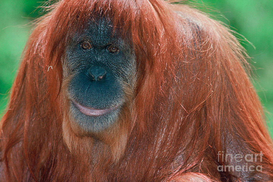 Orangutan Photograph - Female Sumatran Orangutan by Connie Bransilver