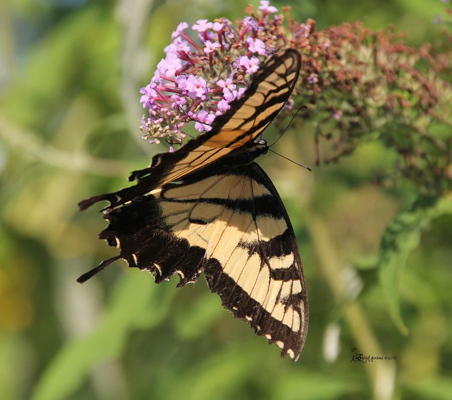 Butterfly Photograph - Female Tiger Swallowtail-2 by Ericamaxine Price