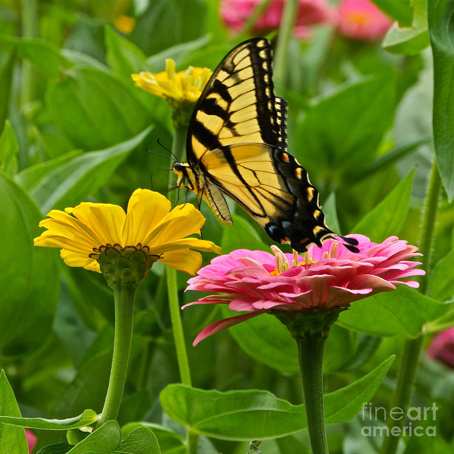 Female Tiger Swallowtail Butterfly With Pink And Yellow Zinnias Photograph by Byron Varvarigos