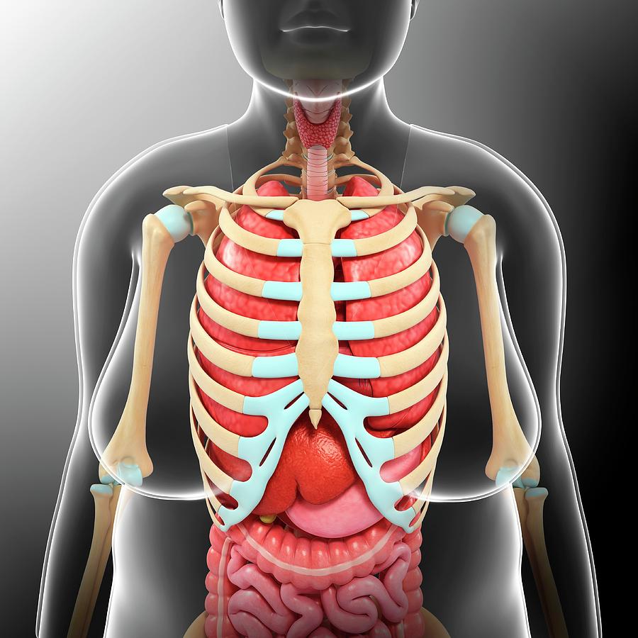 Female Torso Anatomy Photograph By Pixologicstudio Science Photo Library