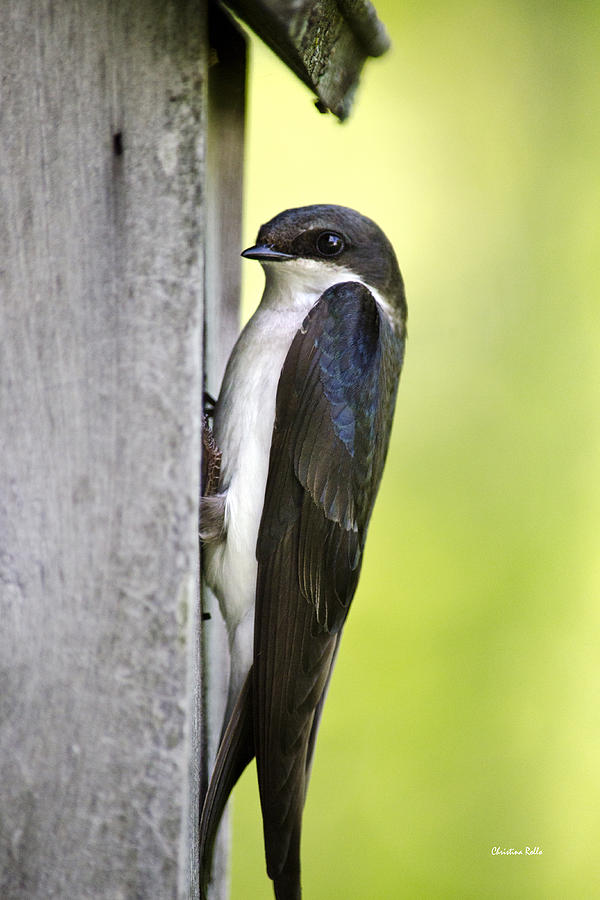 Tree Swallow on Nestbox Photograph by Christina Rollo