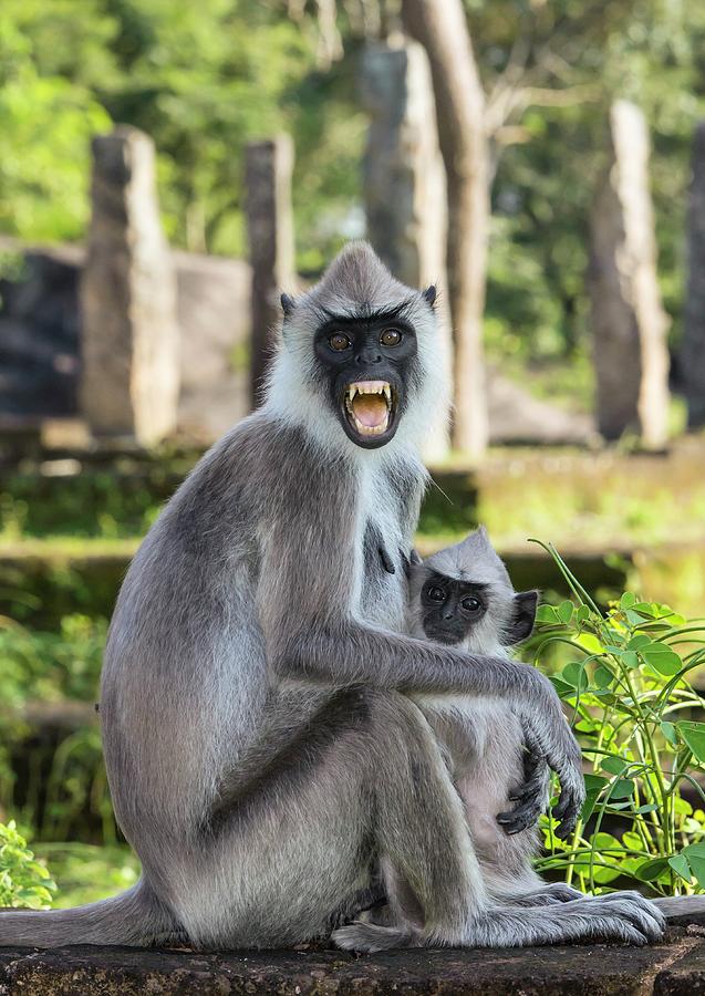Female Tufted Grey Langur With Baby Photograph by Peter J. Raymond