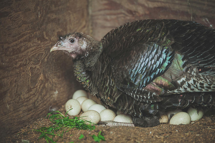turkey sitting on eggs
