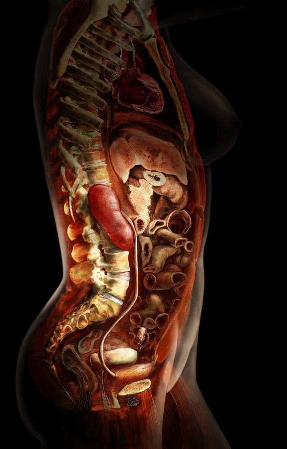 Female Urinary System Photograph by Anatomical Travelogue
