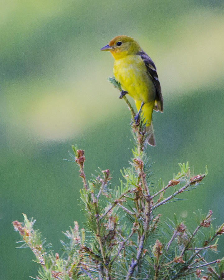 Female Western Tanager Photograph by Kevin Spriggs Fine Art America