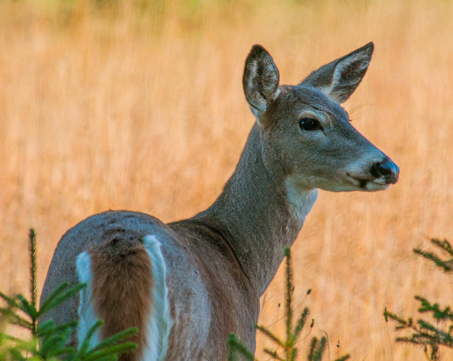 Female White Tailed Deer Photograph by Brenda Jacobs