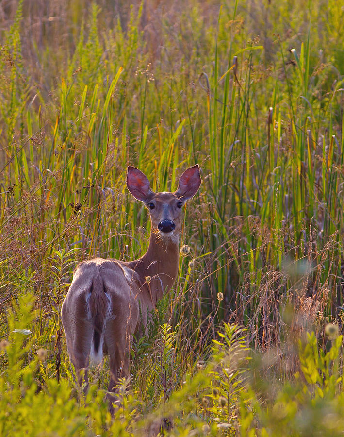Female White-tailed Deer Photograph by Melinda Fawver