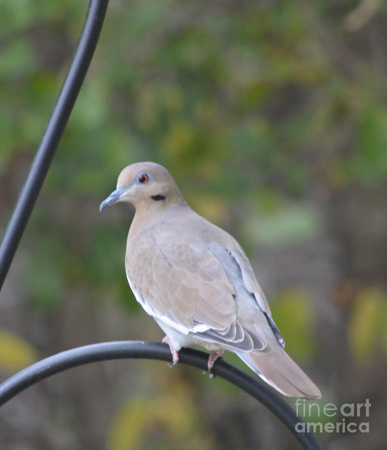 Female White Wing Dove Perched Photograph by Ruth Housley