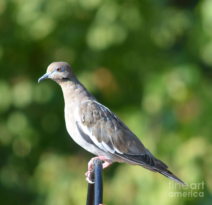 Female White Wing Dove Photograph by Ruth Housley