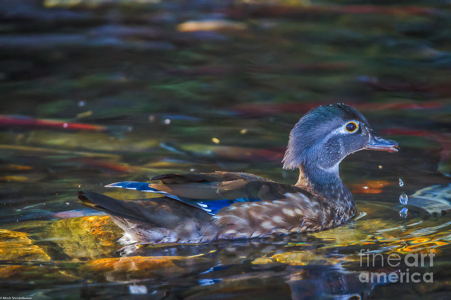 Female Wood Duck 2 Photograph by Mitch Shindelbower