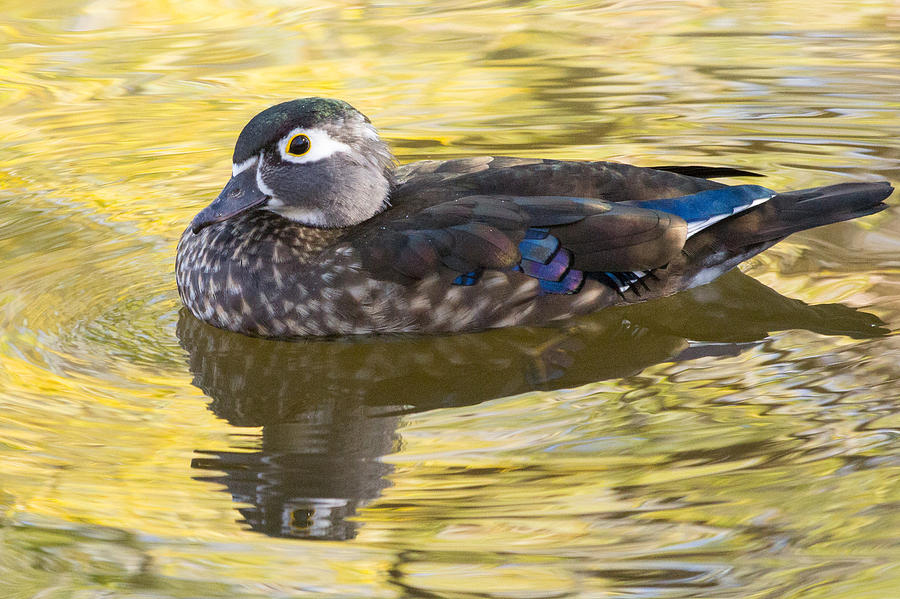 Female Wood Duck Among Reflections of Fall Photograph by Tony Hake