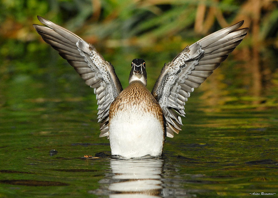 Female Wood Duck Photograph by Avian Resources