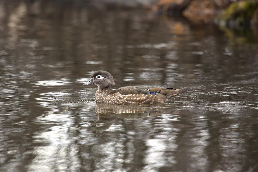 Female Wood Duck Photograph by Eunice Gibb