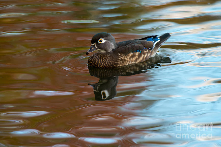 Female Wood Duck In Fall Colors Photograph