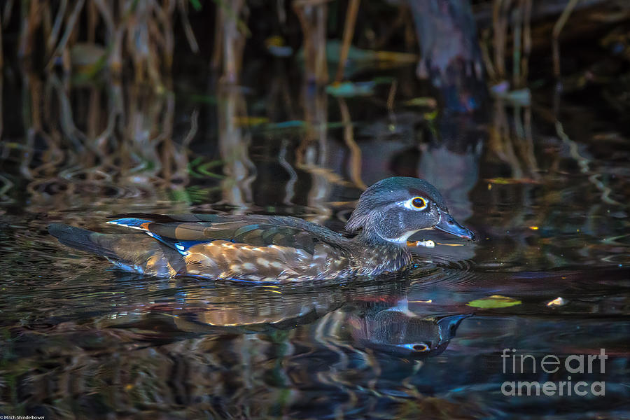 Female Wood Duck Photograph by Mitch Shindelbower