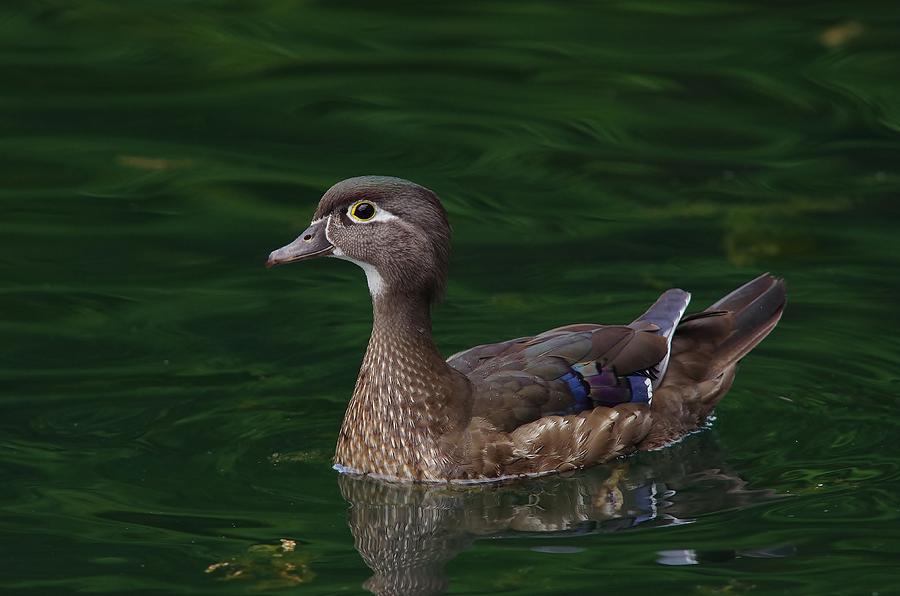 Female Wood Duck Photograph by Nathan Harker Pixels