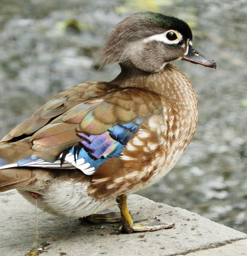 Female Wood Duck Photograph by VLee Watson
