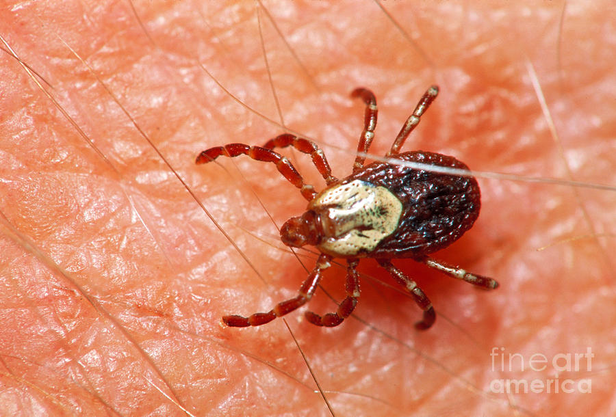 Female Wood Tick Photograph by Larry West