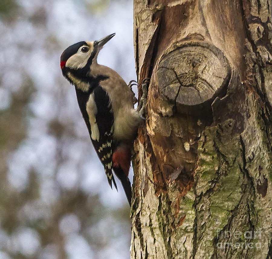 Female Woodpecker Photograph by Sandra Cockayne ADPS