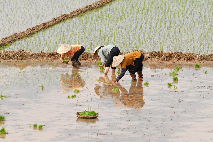 Female workers planting rice in Vietnam Photograph by Guenterguni
