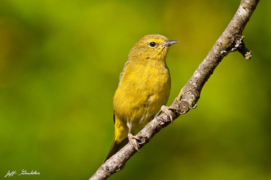 Female Yellow Warbler Photograph by Jeff Goulden