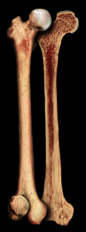 Femur Photograph by Anatomical Travelogue