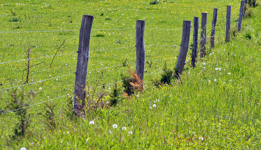 Fence and Pasture Photograph by Judy Salcedo