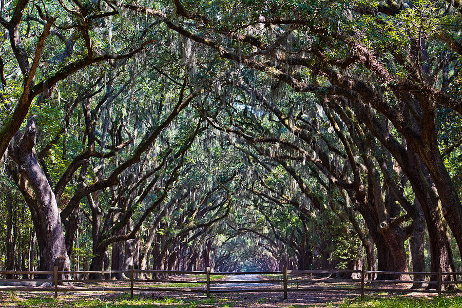 Fence and Wormsloe in Savannah  Photograph by John McGraw