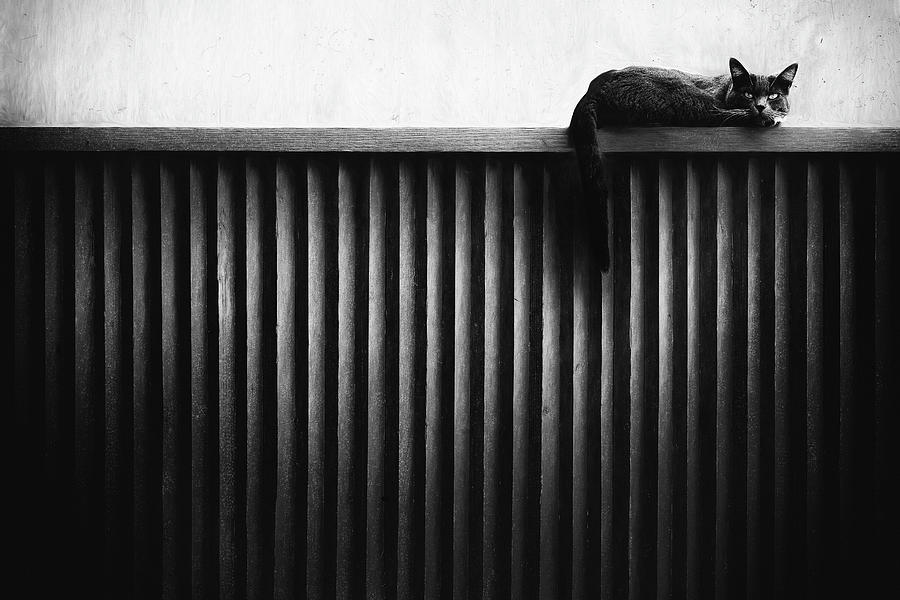 Cat Photograph - Fence Cat by Gary E. Karcz