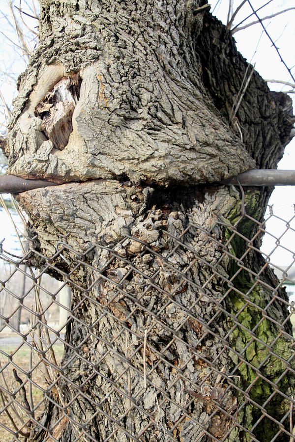 Fence Eating Tree Photograph by Bob Slitzan