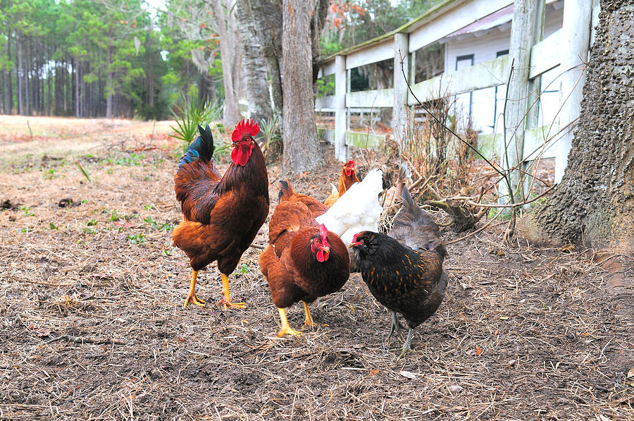 Fence Line Chickens Photograph by Scott Hansen