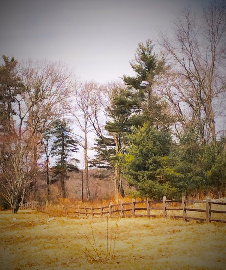 Tree Photograph - Fence by Lori Bourgault