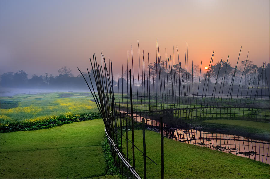 Fence on cropland at sunrise, Assam, India Photograph by Manashjyoti Bora