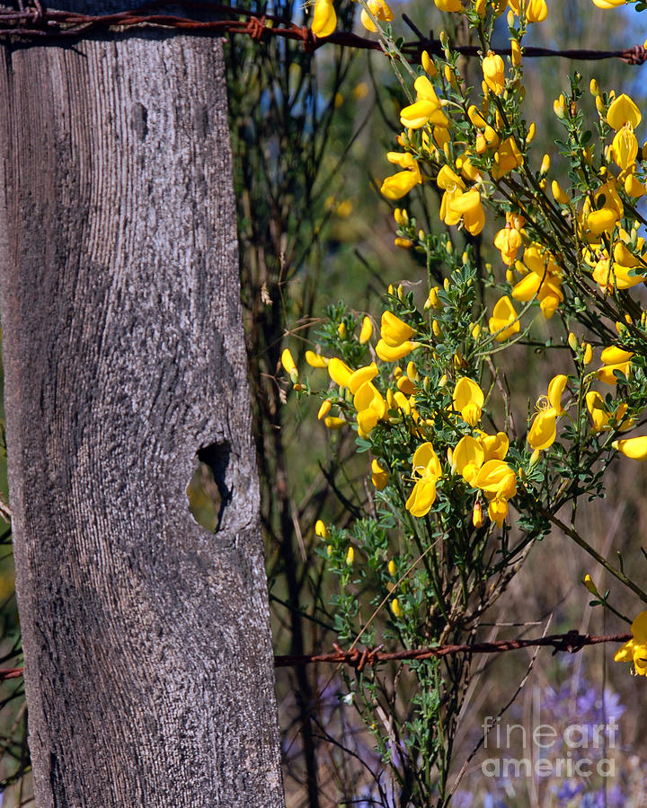 Fence Post and Scotch Broom I Photograph by Chuck Flewelling