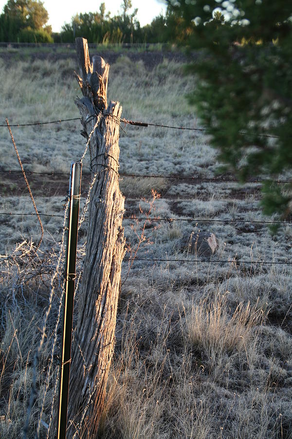Fence Post Photograph by David S Reynolds