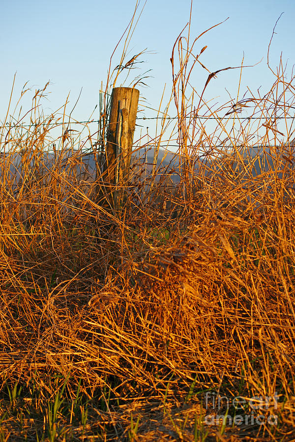 Fence Post in Tall Grass Photograph by Randy Harris