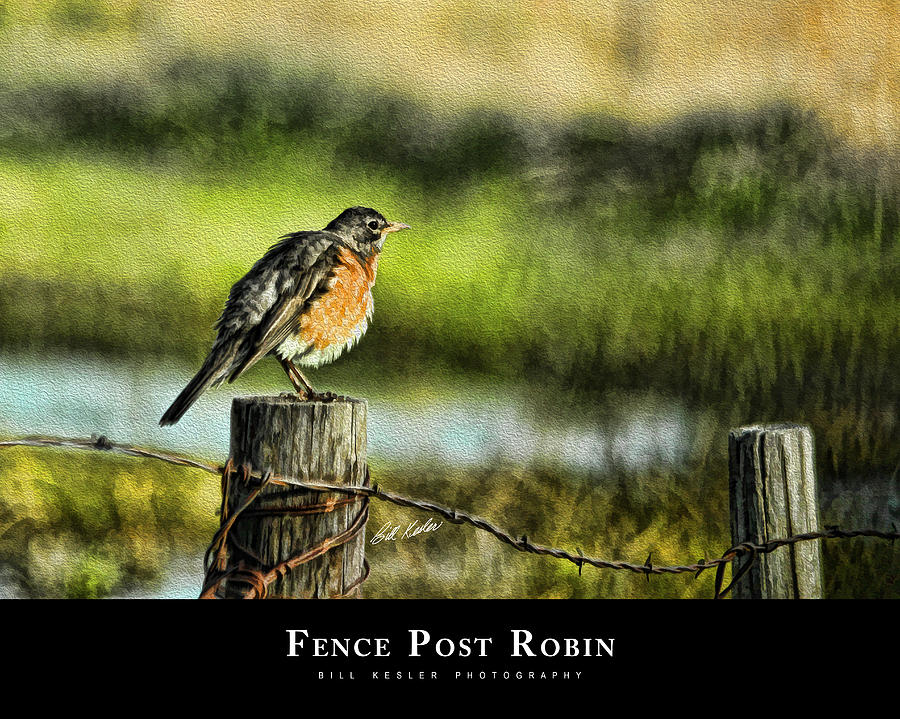 Fence Post Robin with Title Photograph by Bill Kesler