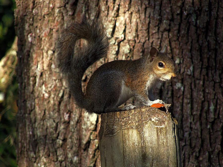 Fence Post Squirrel  Photograph by Christopher Mercer