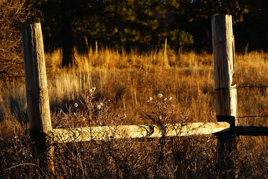 Fence Posts Photograph by Loni Collins