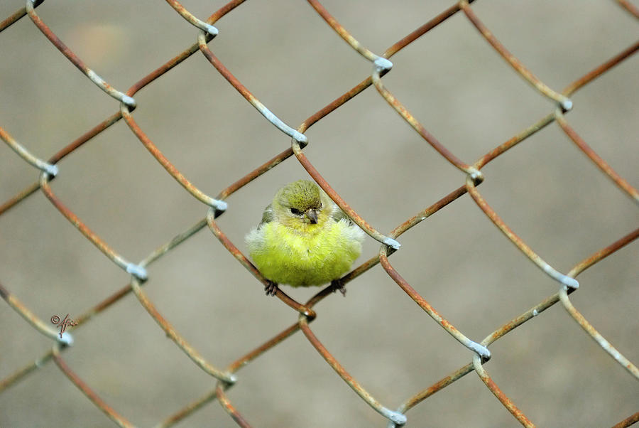 Fence Sitter Photograph by Arthur Fix