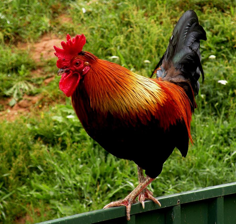Fence Sitter-Rooster. 