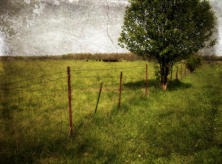 Summer Photograph - Fence with Tree by Cynthia Lassiter