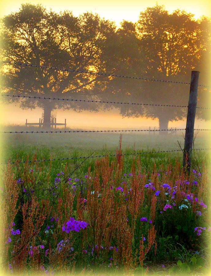 Fenced in Fog Photograph by Sheri McLeroy