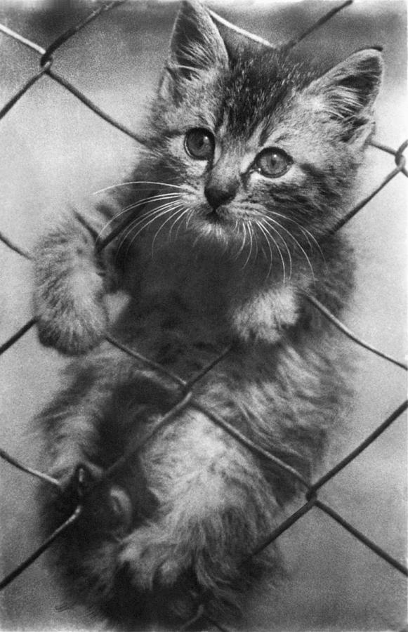 Black And White Photograph - Fenced In Kitten by Underwood Archives