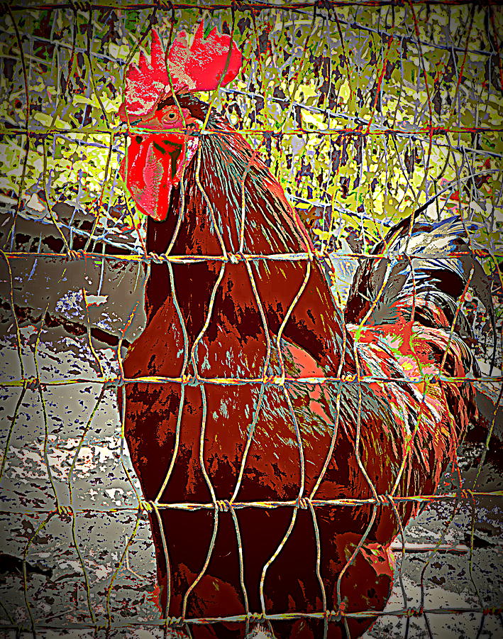 Fenced in Red Rooster Photograph by Sheri McLeroy