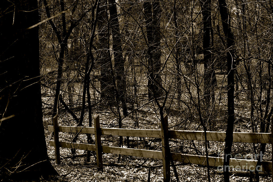 Fence In The Woods Photograph by Frank J Casella
