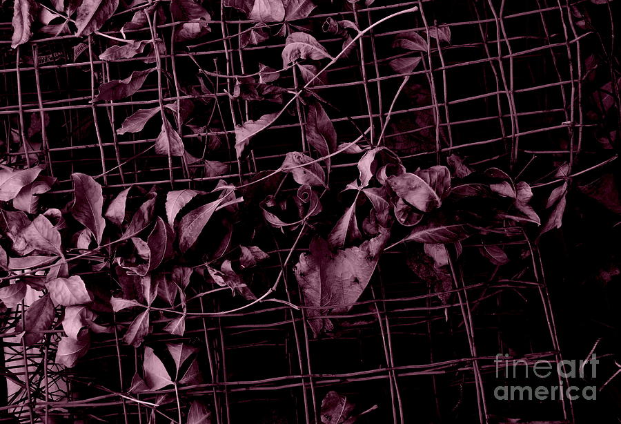 Fences from the Garden A Seasons End Photograph by Alex Blaha