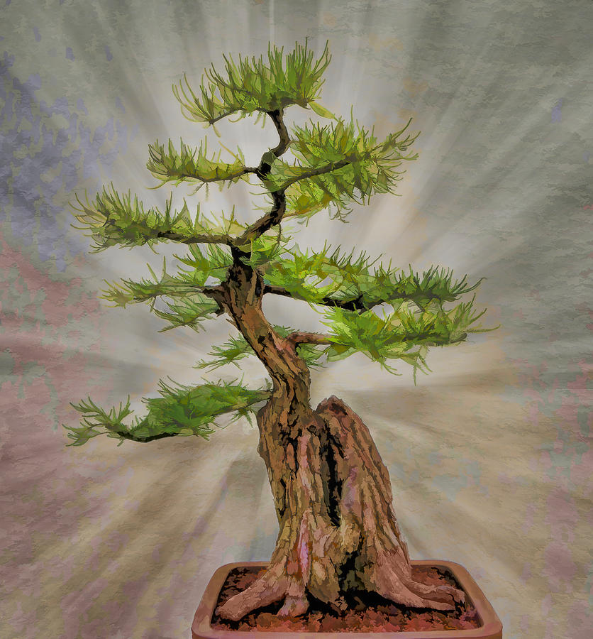 Feng Shui Bonsai Tree Photograph by BC Studio | Fine Art America